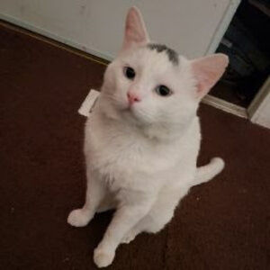 Meet your Posher, Ly